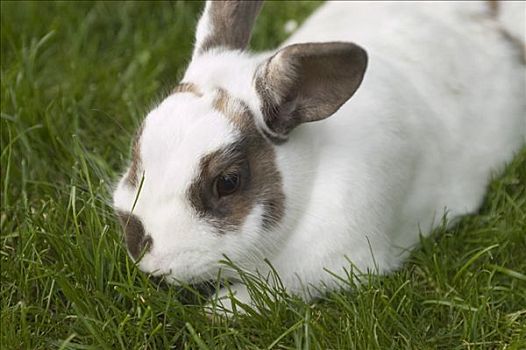 进食,迷你兔,坐,草地