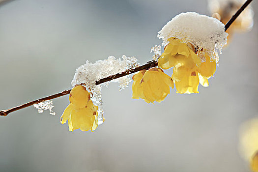 雪里花,腊梅