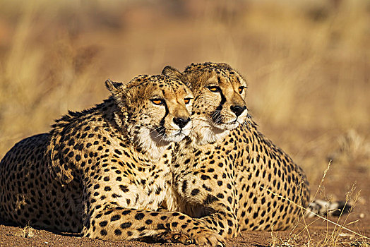 印度豹,猎豹,两个,兄弟,休息,俘获,纳米比亚,非洲