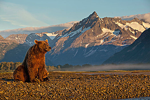 美国,阿拉斯加,卡特麦国家公园,大灰熊,棕熊,休息,潮汐,下方,海岸山脉,湾,黎明