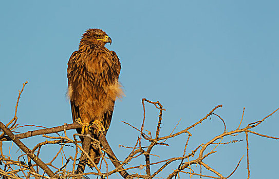 茶隼,鹰,栖息,树,早晨,埃托沙国家公园,纳米比亚,非洲