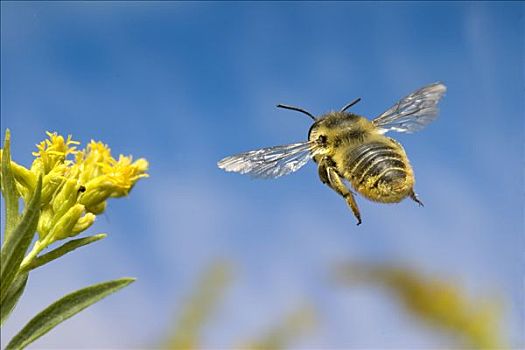 蜜蜂,秋麒麟草属植物,花,腹部,遮盖,花粉,北美