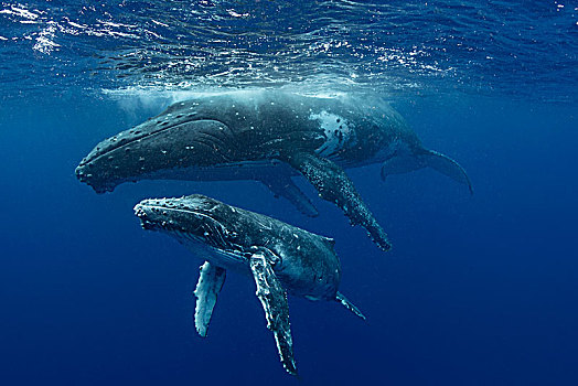 驼背鲸,大翅鲸属,鲸鱼,幼兽,水,汤加