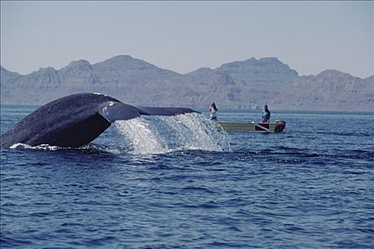 蓝鲸,研究人员,摄影,尾部,科特兹海,墨西哥