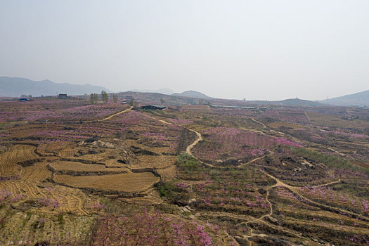 山东蒙阴乡村桃花