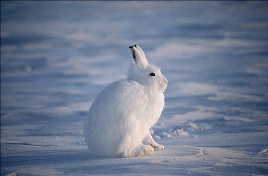 北极兔,兔属,保护色,艾利斯摩尔岛,加拿大