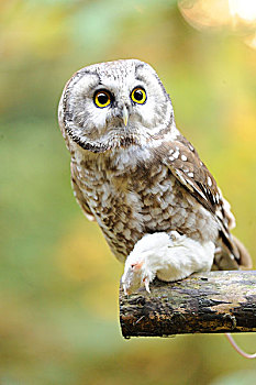特写,鬼鸮,捕食,秋天,巴伐利亚森林国家公园,巴伐利亚,德国