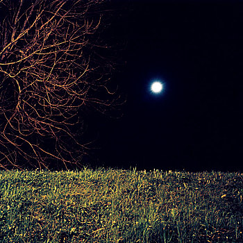 月亮,树,草