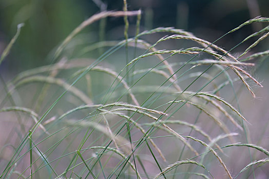 植物