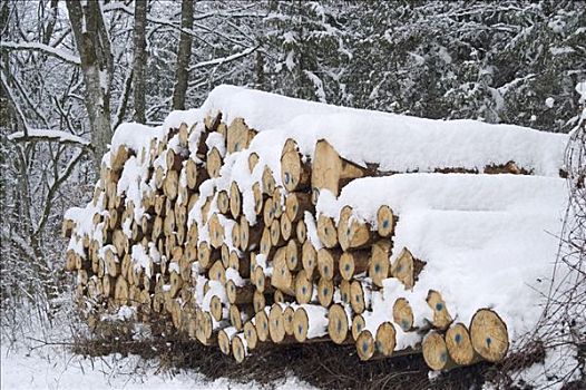 一堆,木头,雪中,遮盖,树林