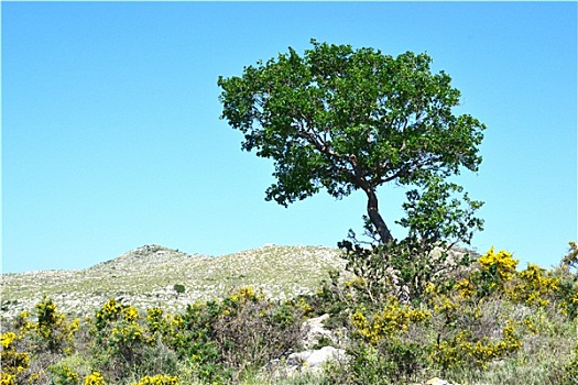 橄榄树,小丘,克里特岛