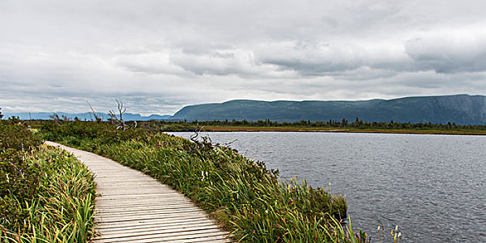 木质,木板路,大西洋,海岸,纽芬兰,拉布拉多犬,加拿大
