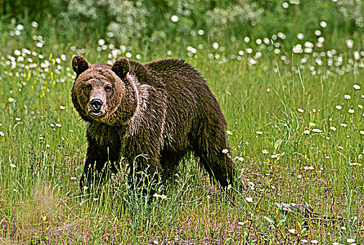 大灰熊,棕熊,春天,树林,草地,蒙大拿,美国