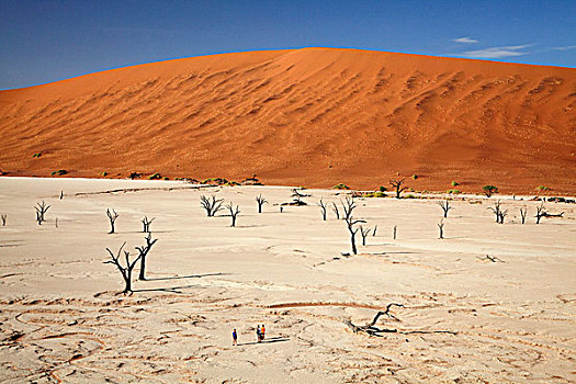 枯木,思考,旅游,沙丘,死亡谷,靠近,索苏维来地区,纳米比诺克陆夫国家公园,纳米比亚,非洲