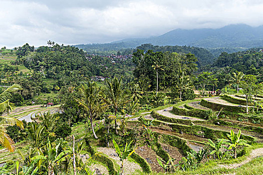 阶梯状,稻田,巴厘岛,印度尼西亚