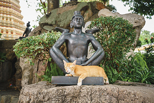 曼谷卧佛寺中睡在佛像边上的野生暹罗猫