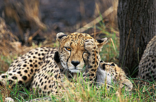 印度豹,猎豹,女性,玩,幼兽,马赛马拉,公园,肯尼亚