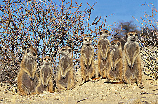 蒙哥,细尾獴属,日光浴,巢穴,卡拉哈迪大羚羊国家公园,卡拉哈里沙漠,南非,非洲