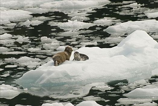 斑海豹,母兽,幼仔,休息,冰山,东南阿拉斯加