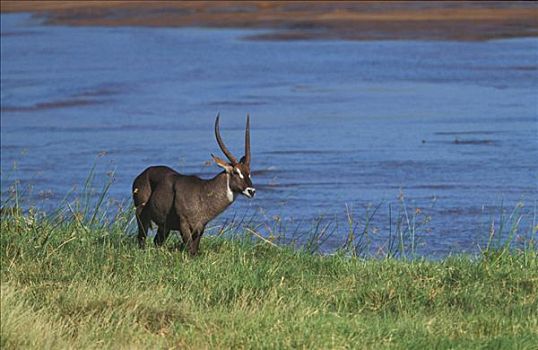 普通,水羚,安伯塞利国家公园,肯尼亚,非洲
