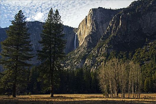 美国,加利福尼亚,优胜美地国家公园,优胜美地瀑布,后面,小树林,树,优胜美地山谷