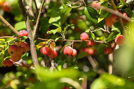 秋季树上的水果