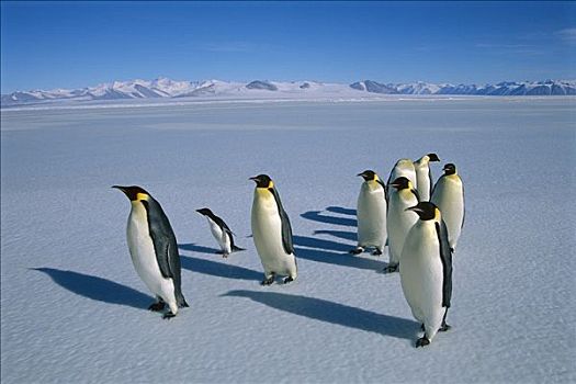 帝企鹅,群,阿德利企鹅,冰,南极