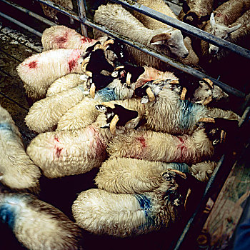 绵羊,市场,康纳玛拉,戈尔韦郡,爱尔兰