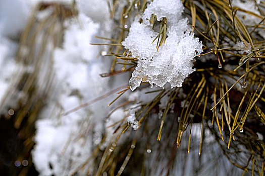 大雪后松针上的白色雾凇在融化特写