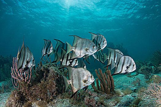 鱼群,珊瑚礁,波多黎各,莫雷洛斯,墨西哥