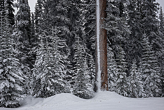树,雪中,遮盖,树林,加拿大