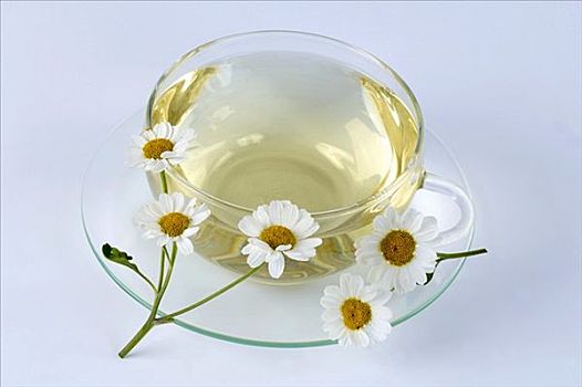 小白菊,茶,清新,花