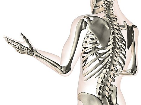 x光,肘,骨头,手臂,手,脊椎