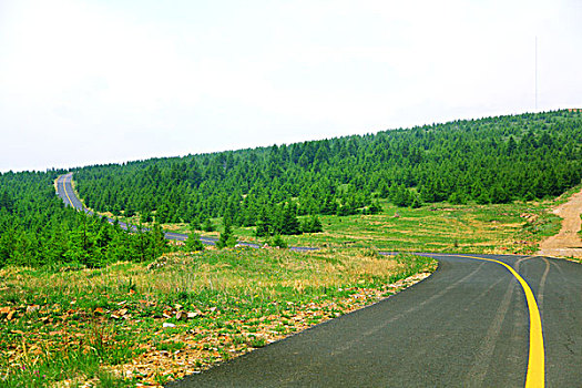 柏油路穿过松树林