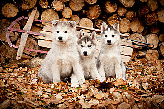 三个,西伯利亚,哈士奇犬,小狗,叶子,跑步者,雪撬,木堆,背景,阿拉斯加,秋天