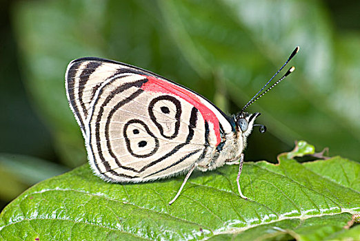 89,蝴蝶,厄瓜多尔