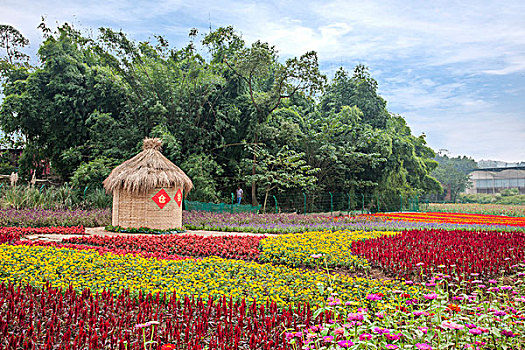 重庆巴南花木世界园林满山盛开的鲜花