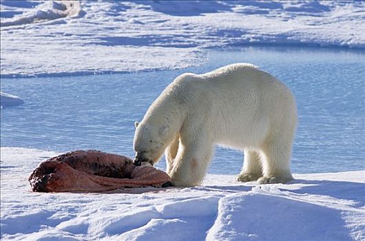 北极熊,成年,吃,海豹,捕食,冰,斯匹次卑尔根岛