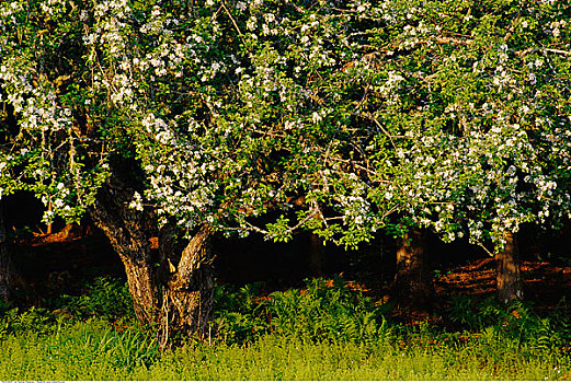 苹果树,新布兰斯维克,加拿大