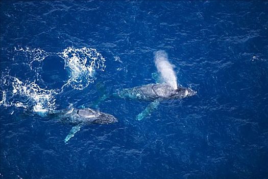 夏威夷,毛伊岛,俯视,两个,驼背鲸,一个,喷涌