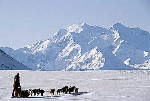 美国,阿拉斯加,雪橇狗,麦金利山,德纳里峰国家公园