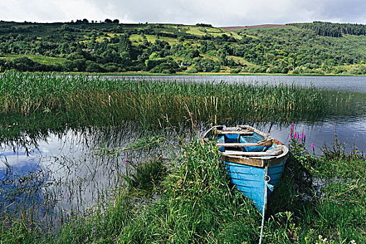 蓝色,木质,划桨船,躺着,岸边,湖,爱尔兰