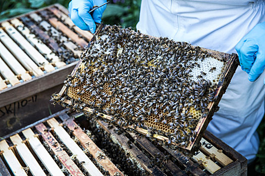 养蜂人,穿,防护服,工作,检查,木质,蜂巢