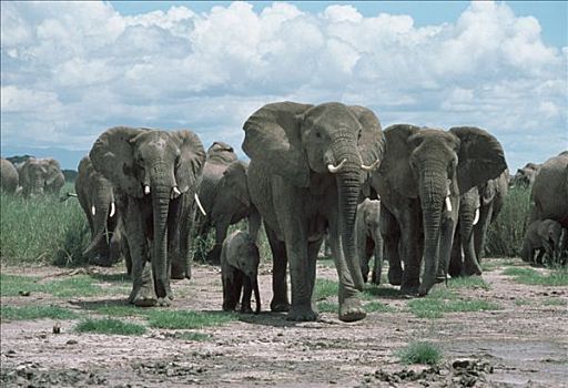 非洲象,牧群,成年,马赛马拉国家保护区,肯尼亚