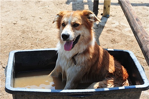 澳洲牧羊犬