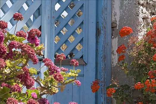 天竺葵,生长,正面,入口,房子,锡拉岛,希腊