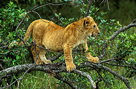 非洲,狮子,大型猫科动物,幼兽,站立,树,肯尼亚