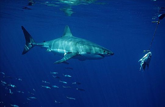 大白鲨,沙鲨属,游动,诱饵,岛屿,南非共和国,侧面