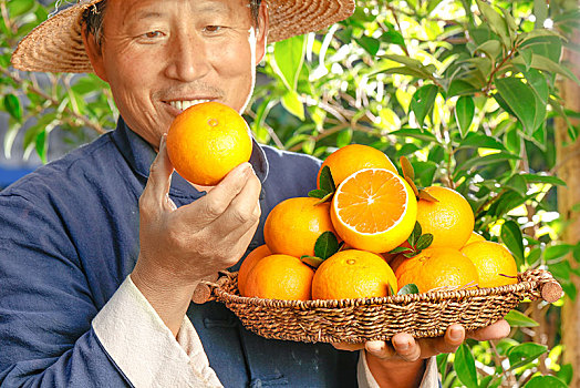 农民手上端着一篮爱媛38号果冻橙