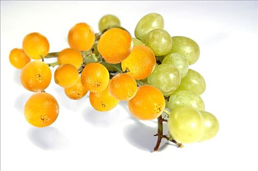 橙色,葡萄,杂交品种